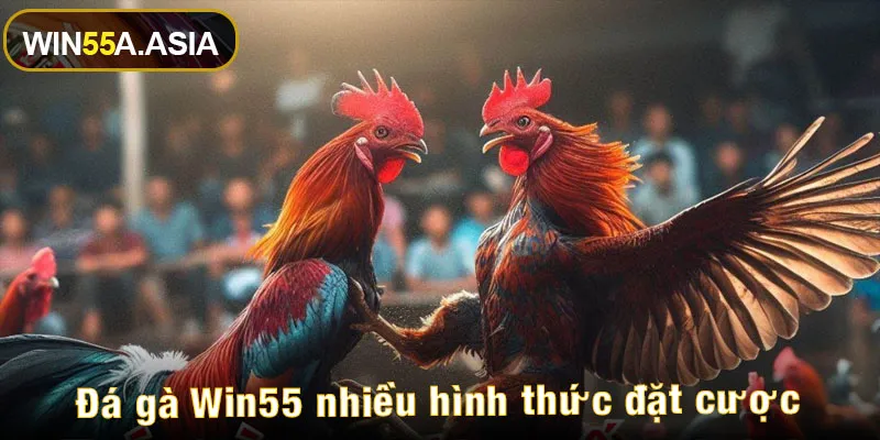 Đá gà Win55 nhiều hình thức đặt cược